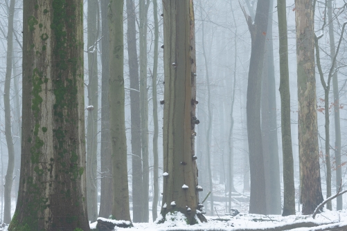 Frederic Demeuse Photography-Sonian Forest-winter